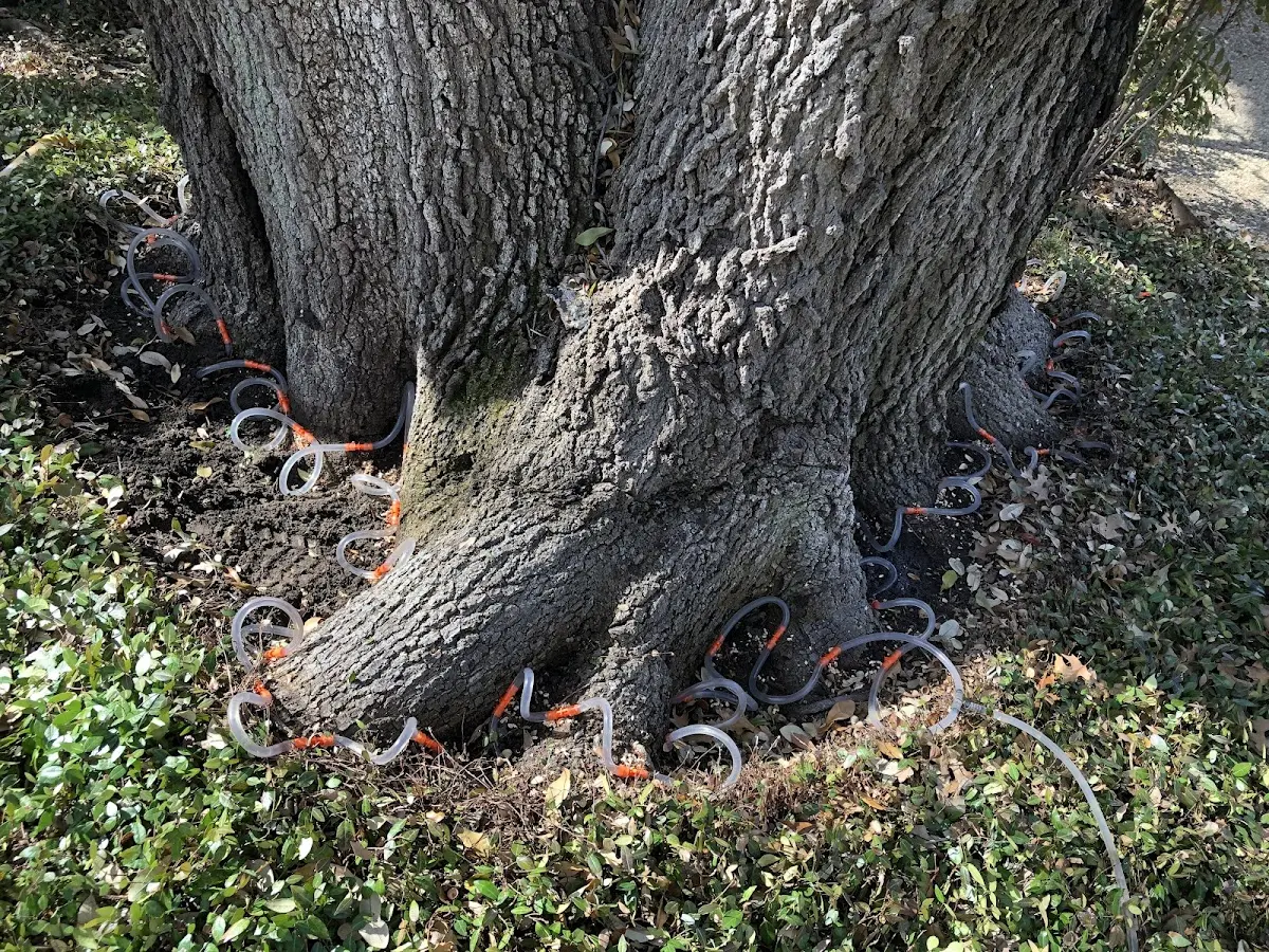 Detailed Tree Cabling and Bracing job site in Vandervoort